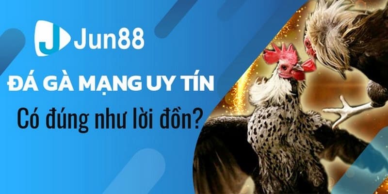 Quan sát giống gà trước khi tham gia đặt cược